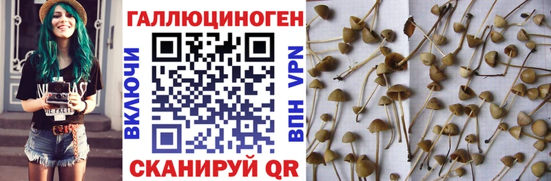 Галлюциногенные грибы Psilocybine cubensis  купить наркотики сайты  Дивногорск 